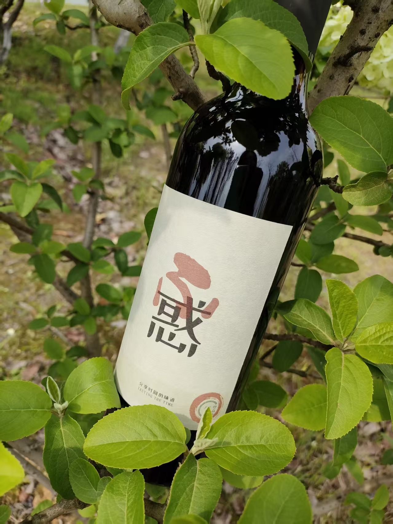 曾几光阴 40-2 葡萄酒