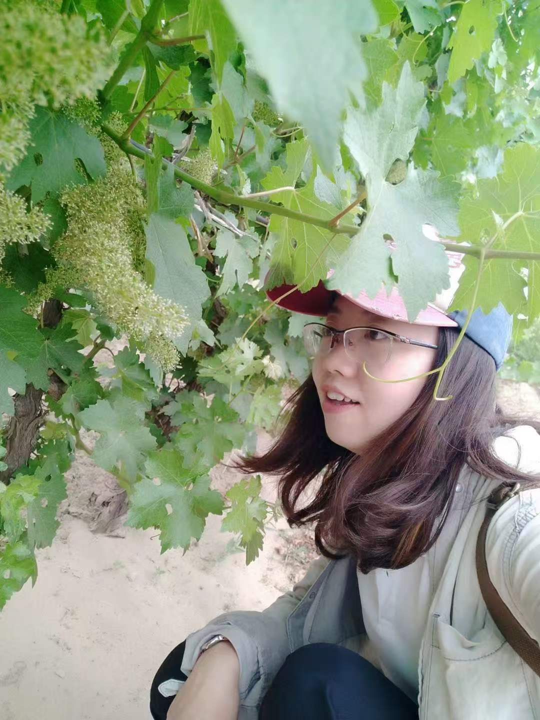 宁夏葡萄园种植